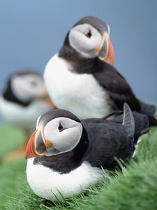 Preview wallpaper birds, puffins, grass, sky