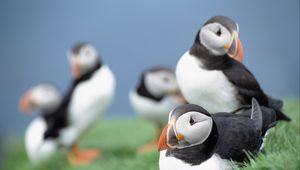 Preview wallpaper birds, puffins, grass, sky