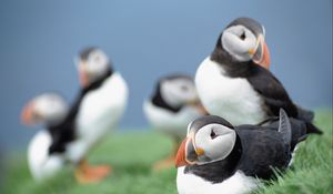 Preview wallpaper birds, puffins, grass, sky