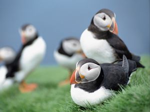 Preview wallpaper birds, puffins, grass, sky