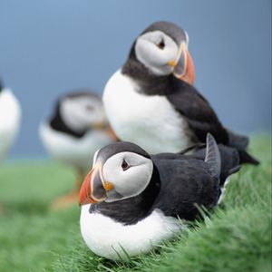 Preview wallpaper birds, puffins, grass, sky