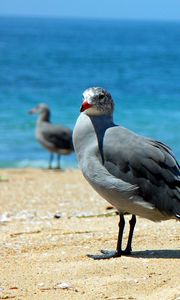 Preview wallpaper birds, sea, beach, sand