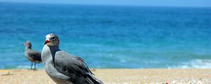 Preview wallpaper birds, sea, beach, sand