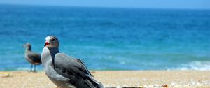 Preview wallpaper birds, sea, beach, sand