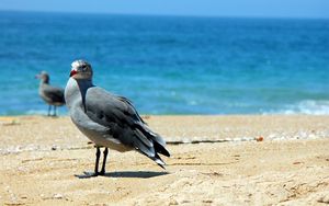 Preview wallpaper birds, sea, beach, sand