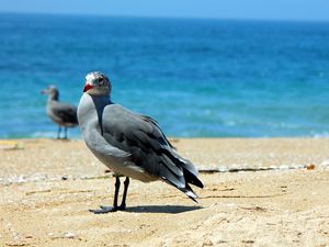 Preview wallpaper birds, sea, beach, sand