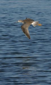 Preview wallpaper birds, sea, flying, wings, flap