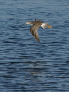 Preview wallpaper birds, sea, flying, wings, flap