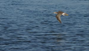 Preview wallpaper birds, sea, flying, wings, flap