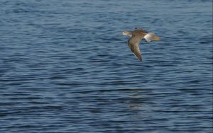 Preview wallpaper birds, sea, flying, wings, flap