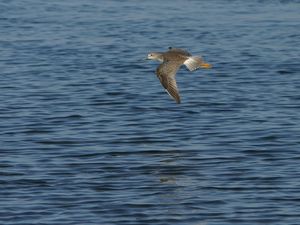 Preview wallpaper birds, sea, flying, wings, flap