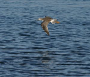 Preview wallpaper birds, sea, flying, wings, flap