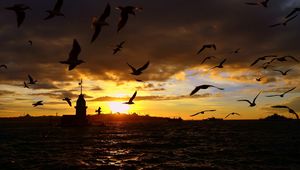 Preview wallpaper birds, sea, flying, night