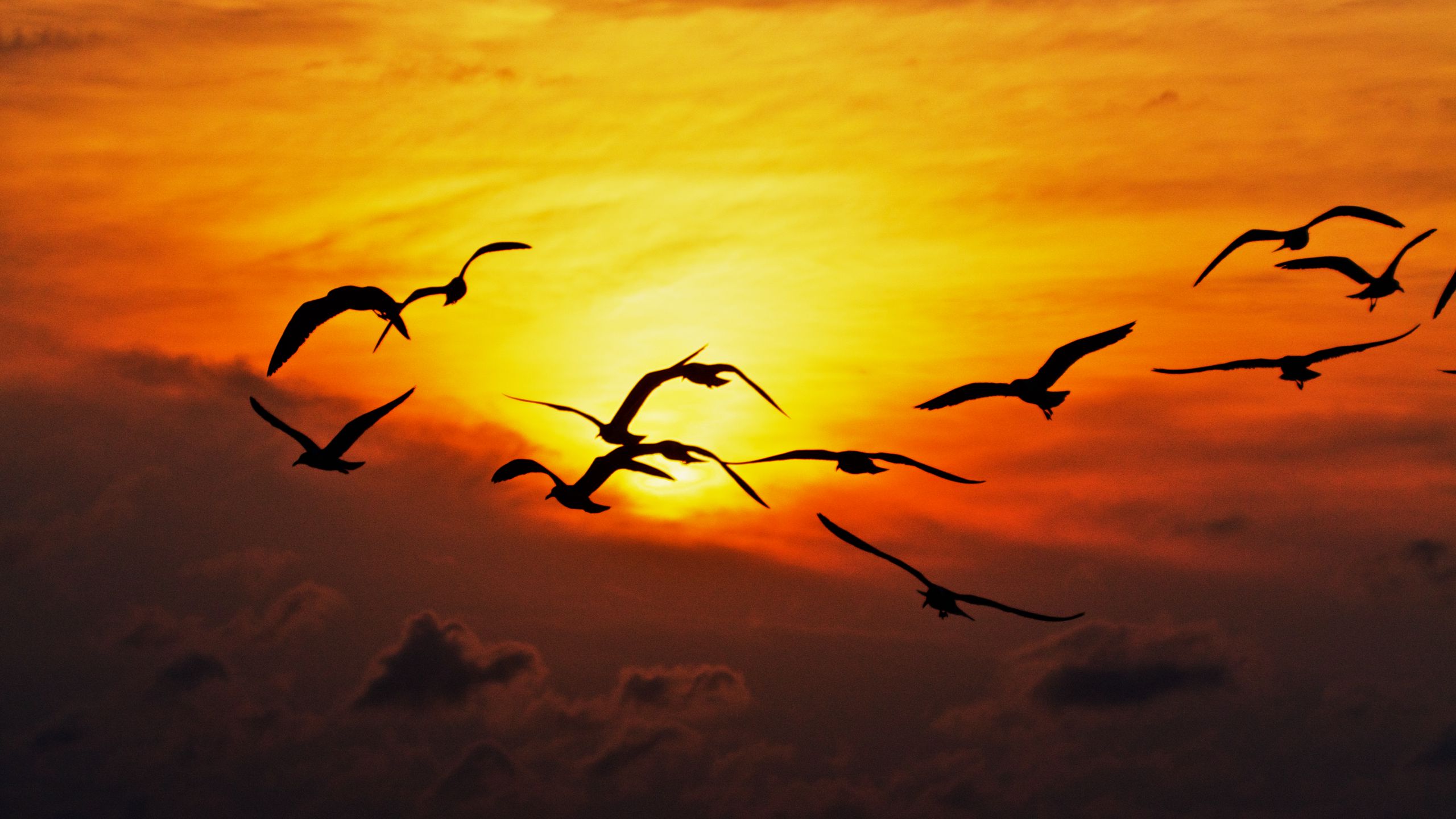 Download wallpaper 2560x1440 birds, sea, silhouettes, sunset widescreen ...