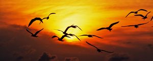 Preview wallpaper birds, sea, silhouettes, sunset