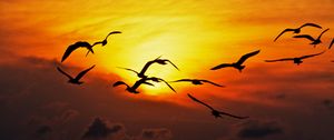 Preview wallpaper birds, sea, silhouettes, sunset