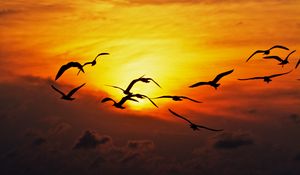 Preview wallpaper birds, sea, silhouettes, sunset