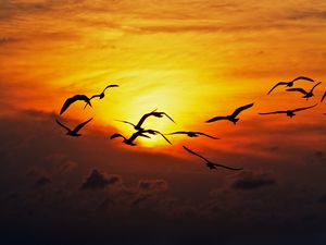 Preview wallpaper birds, sea, silhouettes, sunset