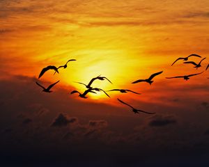 Preview wallpaper birds, sea, silhouettes, sunset