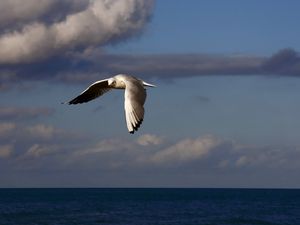 Preview wallpaper birds, sea, sky, clouds, flying