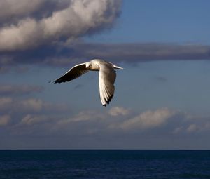 Preview wallpaper birds, sea, sky, clouds, flying