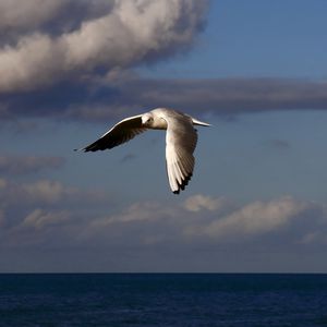 Preview wallpaper birds, sea, sky, clouds, flying