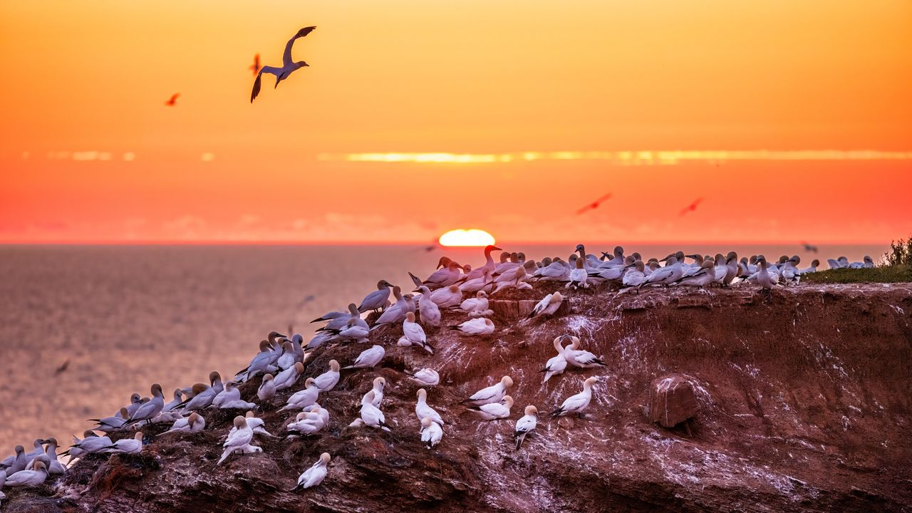 Wallpaper birds, sea, sunset, rock