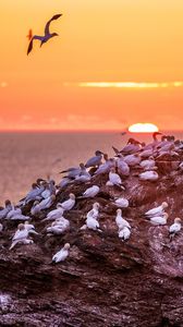 Preview wallpaper birds, sea, sunset, rock