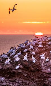 Preview wallpaper birds, sea, sunset, rock