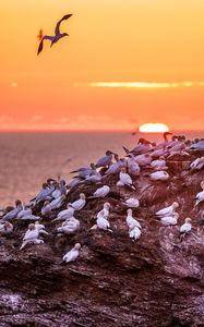 Preview wallpaper birds, sea, sunset, rock