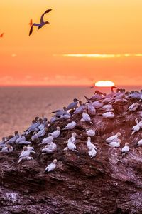 Preview wallpaper birds, sea, sunset, rock