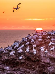 Preview wallpaper birds, sea, sunset, rock