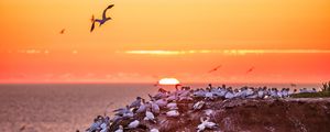 Preview wallpaper birds, sea, sunset, rock