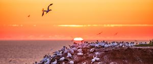 Preview wallpaper birds, sea, sunset, rock