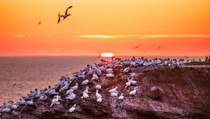 Preview wallpaper birds, sea, sunset, rock