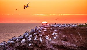 Preview wallpaper birds, sea, sunset, rock