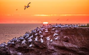 Preview wallpaper birds, sea, sunset, rock