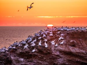 Preview wallpaper birds, sea, sunset, rock