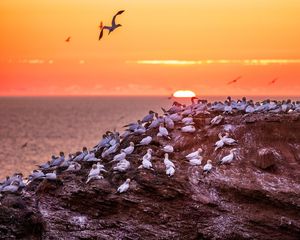 Preview wallpaper birds, sea, sunset, rock