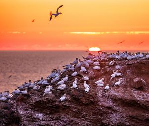 Preview wallpaper birds, sea, sunset, rock