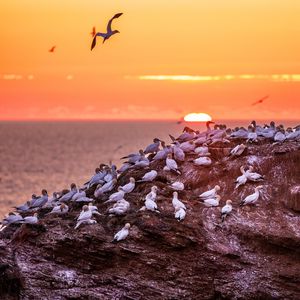 Preview wallpaper birds, sea, sunset, rock