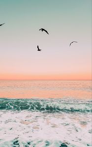 Preview wallpaper birds, sea, waves, foam, sunset