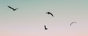 Preview wallpaper birds, sea, waves, foam, sunset