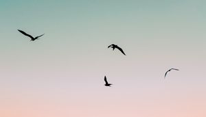 Preview wallpaper birds, sea, waves, foam, sunset