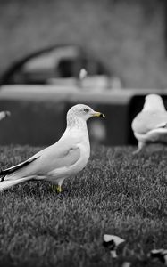 Preview wallpaper birds, seagulls, grass, flock