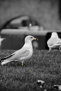 Preview wallpaper birds, seagulls, grass, flock