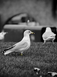 Preview wallpaper birds, seagulls, grass, flock