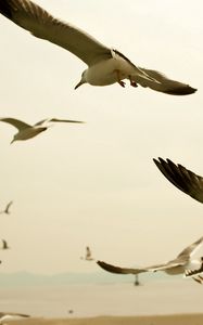 Preview wallpaper birds, seagulls, sky, swing