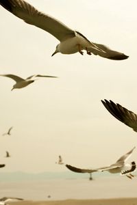 Preview wallpaper birds, seagulls, sky, swing
