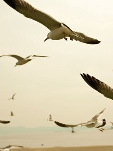 Preview wallpaper birds, seagulls, sky, swing